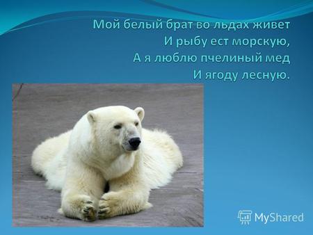 Белый медведь Белый медведь - cамый крупный хищник на нашей планете. Длина его тела может достигать трех метров, а вес – 1 тонны. Белый медведь - близкий.