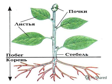 Д.з. п 17, л/р 7 ТЕМА: Внешнее и внутреннее строение стебля. Многообразие стеблей.