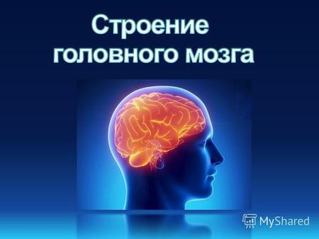 Общая характеристика Головной мозг расположен в мозговой части черепа. Покрыт тремя оболочками Внутри мозга имеются 4 желудочка От головного мозга отходят.