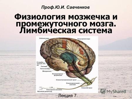 Физиология мозжечка и промежуточного мозга. Лимбическая система Лекция 7. Проф.Ю.И. Савченков.