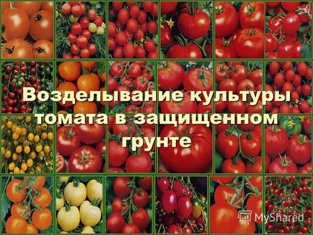 Возделывание культуры томата в защищенном грунте.