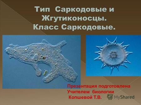 Презентация подготовлена Учителем биологии Копшевой Т.В.
