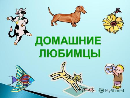 ДОМАШНИЕ ЛЮБИМЦЫ. У меня есть много животных: Козочка- Лола, поросёнок-Чип, собака-Стела, кошка-Чернуха. Есть курочки, коза, перпелки, черепаха. Я их.