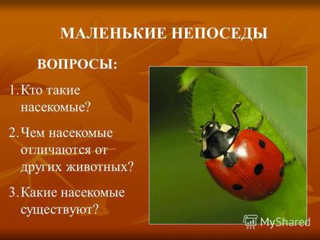 МАЛЕНЬКИЕ НЕПОСЕДЫ ВОПРОСЫ: 1.Кто такие насекомые? 2.Чем насекомые отличаются от других животных? 3.Какие насекомые существуют?
