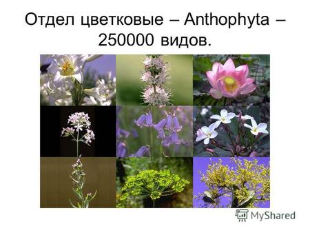 Отдел цветковые – Anthophyta – 250000 видов.. Пластичность и изменчивость цветковых.