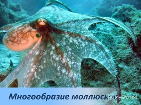 Многообразие моллюсков. Внутреннее строение Тип Моллюски класс Брюхоногие (Gastropoda) около 6000075000 видов класс Головоногие (Cephalopoda) около 650.