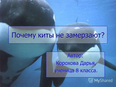 Почему киты не замерзают? Автор: Корохова Дарья, Корохова Дарья, ученица 8 класса. ученица 8 класса.