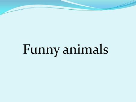 Funny animals. [ɪ] [e] [æ] [ɔ] [ʌ] [u:] silly let clap want one zoo swim clever have dolphin sun do little fun cool lizard monkey sit big hippo.