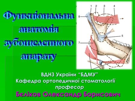 Функціональна анатомія зубощелепного апарату професор Бєліков Олександр Борисович.