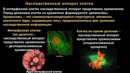 Клетка во время деления – наследственный аппарат представлен хромосомами (спирализованный хроматин) В интерфазной клетке наследственный аппарат представлен.