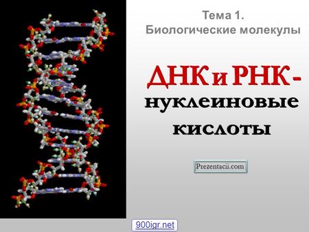 Тема 1. Биологические молекулы Prezentacii.com 900igr.net.