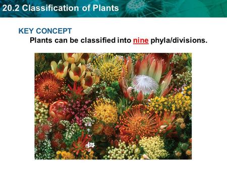 20.2 Classification of Plants KEY CONCEPT Plants can be classified into nine phyla/divisions.