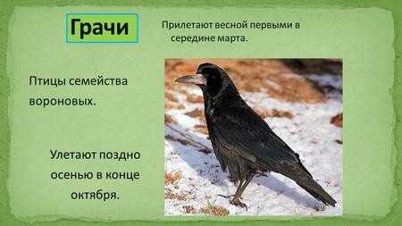 Прилетают весной первыми в середине марта. Птицы семейства вороновых. Улетают поздно осенью в конце октября.