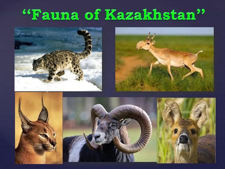 { Kazakhstan has all climate zones: deserts and semi deserts, steppes and forests, beautiful lakes and rivers.
