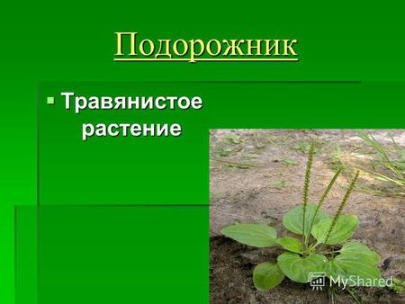 Подорожник Травянистое растение Травянистое растение.
