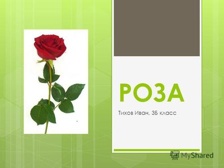 РОЗА Тихов Иван, 3 Б класс. Роза вечнозеленый кустарник высотой от 20 см до 1 м с прямыми или ветвистыми побегами и красивыми цветками разной окраски.
