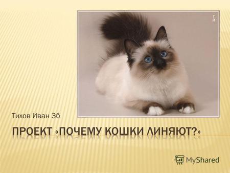 Тихов Иван 3 б. Линька у кошек происходит чаще всего два раза в год, осенью и весной, это называется сезонная линька. Кошачья шерсть растет постоянно,