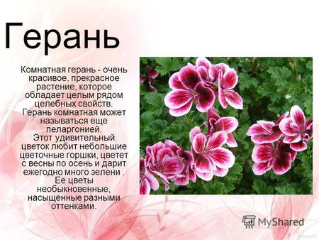 Герань Комнатная герань - очень красивое, прекрасное растение, которое обладает целым рядом целебных свойств. Герань комнатная может называться еще пеларгонией.