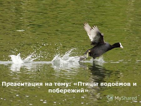 Презентация на тему: «Птицы водоёмов и побережий».