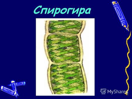 Що таке спірогіра? Спірогіра рід ниткуватих макроскопічних зелених водоростей, що деякі дослідники відносять до відділу Streptophyta. Нитки нерозгалужені,