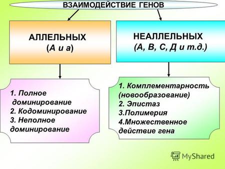 ВЗАИМОДЕЙСТВИЕ ГЕНОВ АЛЛЕЛЬНЫХ (А и а) НЕАЛЛЕЛЬНЫХ (А, В, С, Д и т.д.) 1.Полное доминирование 2. Кодоминирование 3. Неполное доминирование 1.Комплементарность.