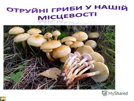 У найціннішого гриба білого є страшний двійник. Це сатанинський гриб. Відрізняється він від білого тим, що у нього нижня сторона капелюшка не біла чи.