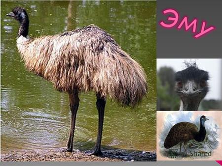 птица отряда казуарообразных, крупнейшая австралийская птица. Это вторая по величине птица после страуса. Ранее эму относили к страусообразным.казуарообразныхстрауса.
