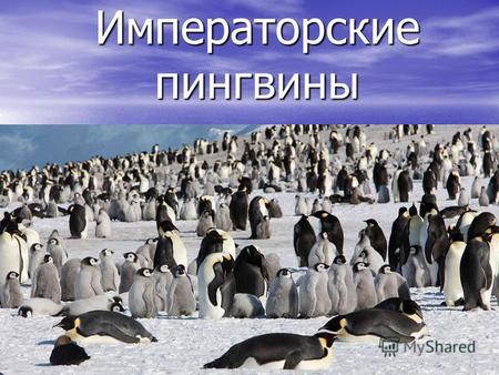 Императорские пингвины. Цели : Узнать общую характеристику Императорских пингвинов. Узнать общую характеристику Императорских пингвинов. Узнать о размножении.