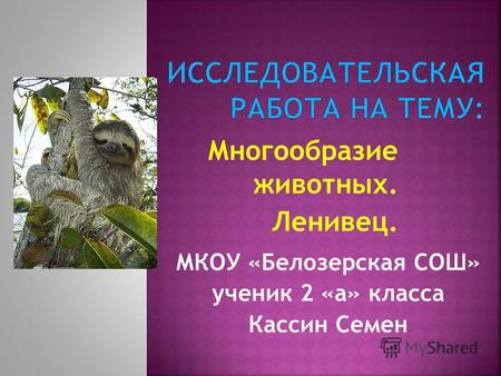 Многообразие животных. Ленивец. МКОУ «Белозерская СОШ» ученик 2 «а» класса Кассин Семен.
