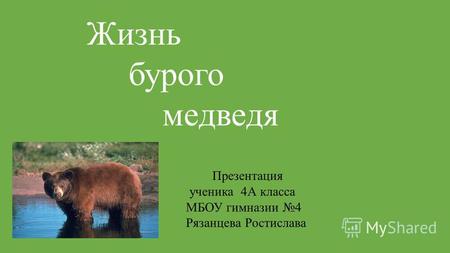 Жизнь бурого медведя Презентация ученика 4 А класса МБОУ гимназии 4 Рязанцева Ростислава.