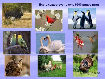 Всего существует около 9600 видов птиц. На основе каких признаков внешнего строения животного можно сказать, что это – птица? На основе каких признаков.
