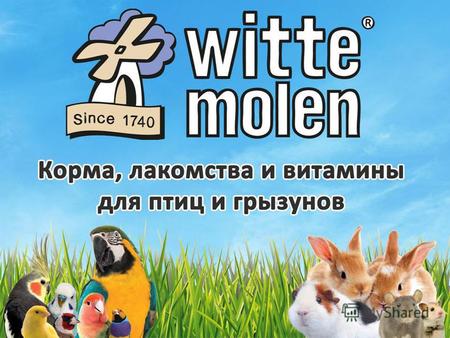 История Witte Molen История компании Witte Molen началась более 270 лет назад в нидерландском местечке Мееувен. Компания является одним из ведущих производителей.