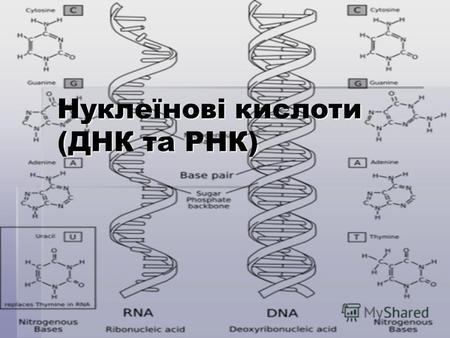 Нуклеїнові кислоти (ДНК та РНК). РНК (рибонуклеїнова кислота) клас нуклеїнових кислот, лінійних полімерів нуклеотидів, до складу яких входять залишок.