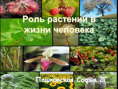 Роль растений в жизни человека Пашковская Софья 2 Г.