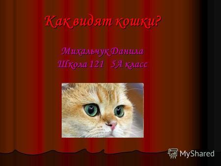 Как видят кошки? Михальчук Данила Школа 121 5 А класс.