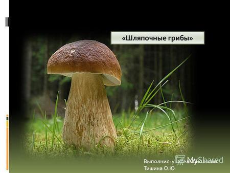«Шляпочные грибы» Выполнил: учитель биологии Тишина О.Ю.