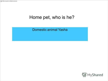 Home pet, who is he? Domestic animal Yasha. My laky domestic pet is Yasha. He is a Yorkshire terrier. Let me tell you about home dogs.