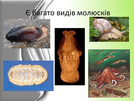 Є багато видів молюсків. Двостулкові Одним з видів молюсків є Двостулкові.