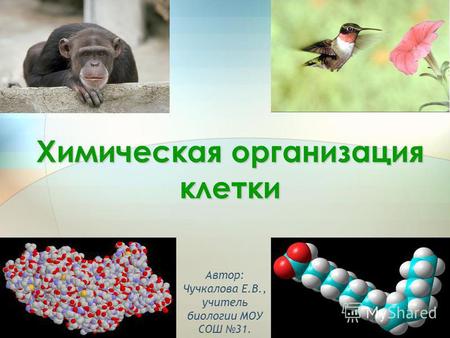 1 Химическая организация клетки Автор: Чучкалова Е.В., учитель биологии МОУ СОШ 31.