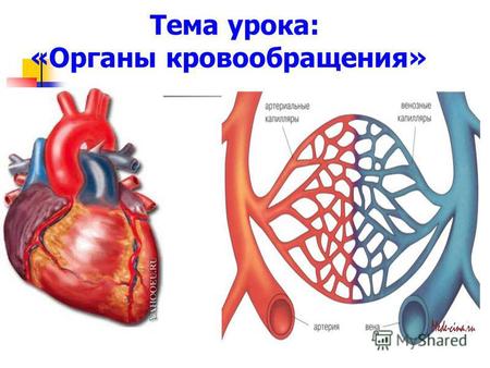 Тема урока: «Органы кровообращения». Артерии – это сосуды, по которым кровь течет от сердца. Они имеют толстые, прочные и упругие стенки. Почему? Вены.