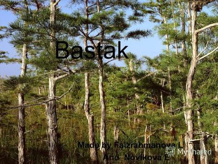 Bastak Made by Faizrahmanova L And Novikova E. The state natural reserve Bastak was formed in 1997 on territory of the Jewish autonomous region (ЕАО).