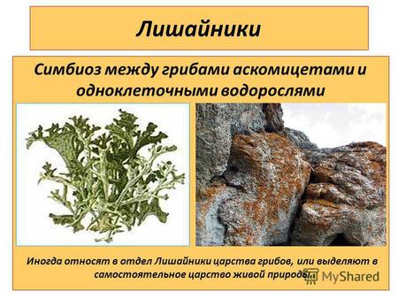 Лишайники Симбиоз между грибами аскомицетами и одноклеточными водорослями Иногда относят в отдел Лишайники царства грибов, или выделяют в самостоятельное.