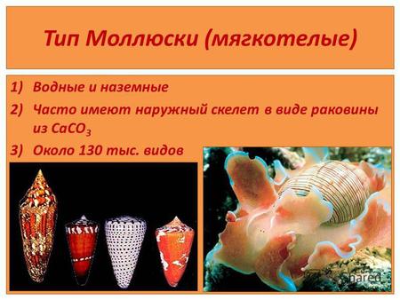 Тип Моллюски (мягкотелые) 1)Водные и наземные 2)Часто имеют наружный скелет в виде раковины из CaCO 3 3)Около 130 тыс. видов.