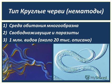 Тип Круглые черви (нематоды) 1)Среда обитания многообразна 2)Свободноживущие и паразиты 3)1 млн. видов (около 20 тыс. описано)