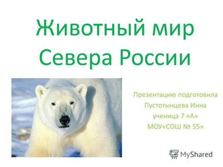 Животный мир Севера России Презентацию подготовила Пустотынцева Инна ученица 7 «А» МОУ«СОШ 55»