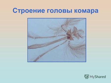 Строение головы комара. Голова комара (10*) Голова самца (60*)