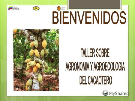 El cacao es una planta originaria de América que se encontraba de manera natural en las áreas de bosques. Nuestros antepasados utilizaban el cacao para.