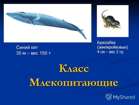 Класс Млекопитающие Синий кит 30 м – вес 150 т Бурозубка (землеройковые) 4 см – вес 2 гр.