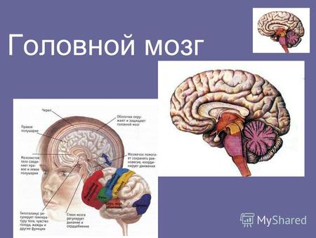 Головной мозг. Головной мозг (вид сверху) затылочная доля межтеменная борозда продольная мозговая расщелина лобная доля центральная борозда.