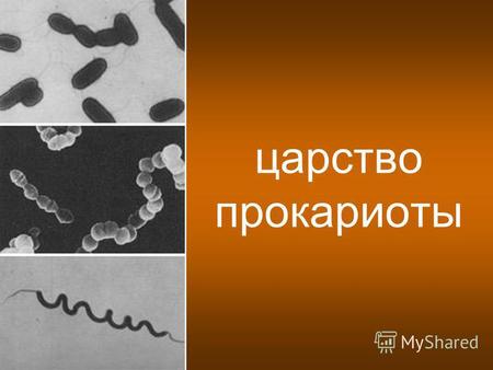 Царство прокариоты. Бактерии (от греч. «бактерион» - палочка) – самые древние обитатели планеты. Эти организмы относятся к доядерным или прокариотам.